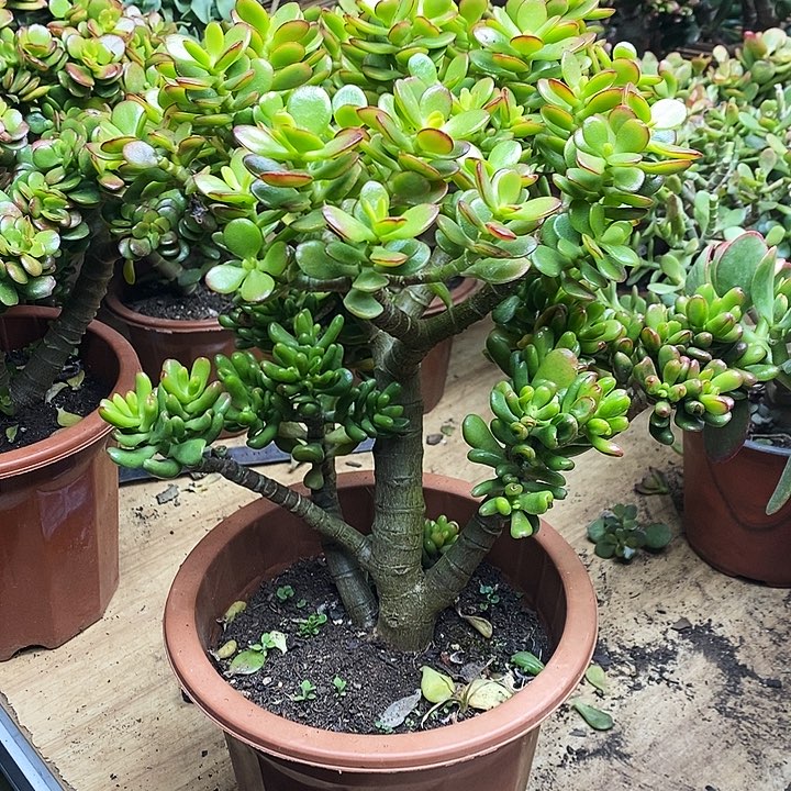 神***扬变异株一物一拍多肉