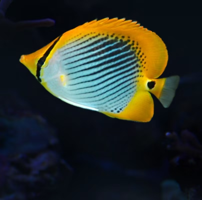 曙光蝶海水观赏鱼售后需开箱视频免包装费