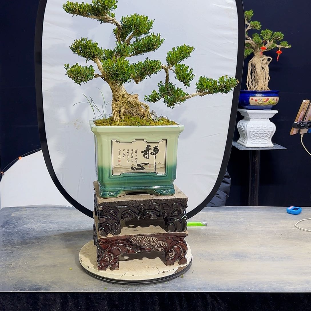 高端黄杨盆景艺术