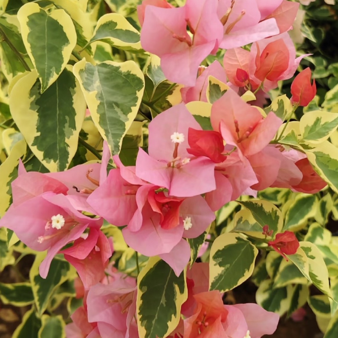 佰梅园 金边落日三角梅扦插袋苗