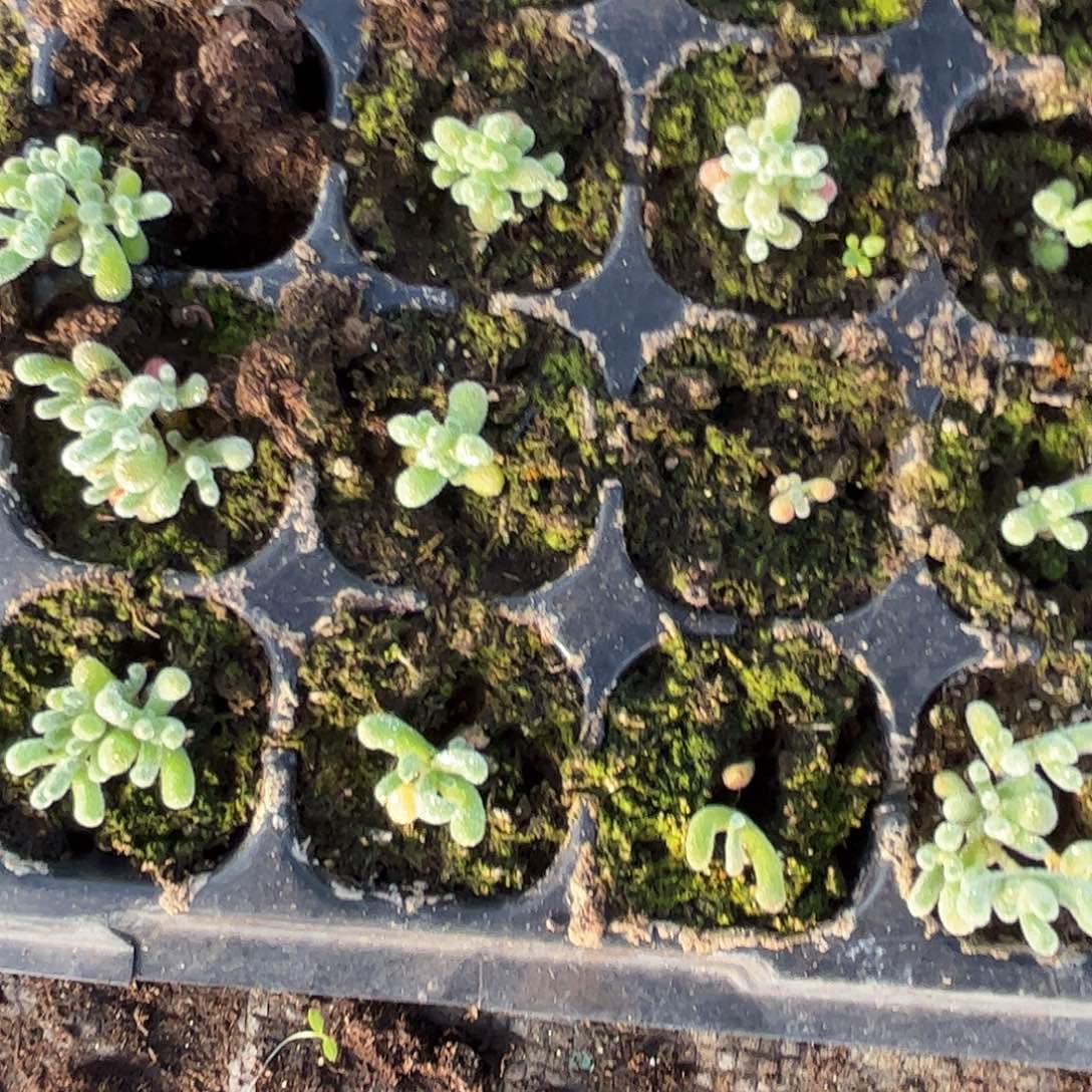 清***新实生冰晶优秀枝干