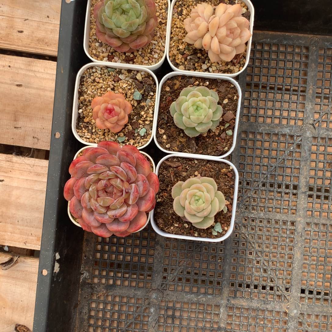 30号，珍尼一物一拍。     