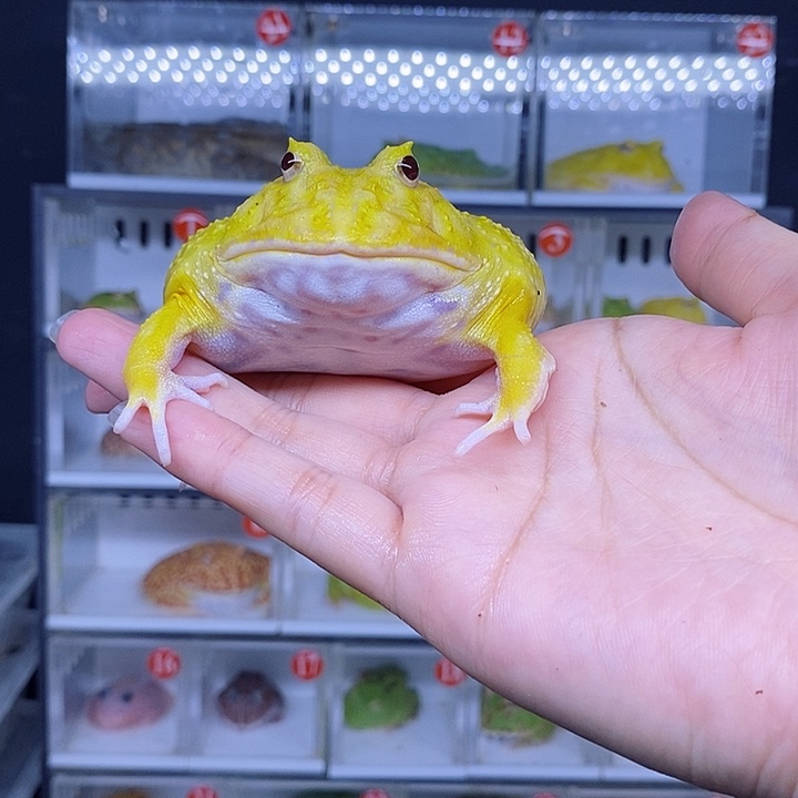 特价秒杀现货特价大小眼