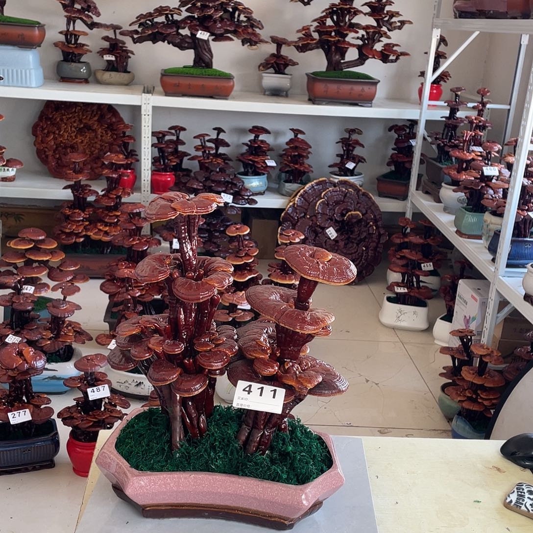 全部花朵411号88888888888