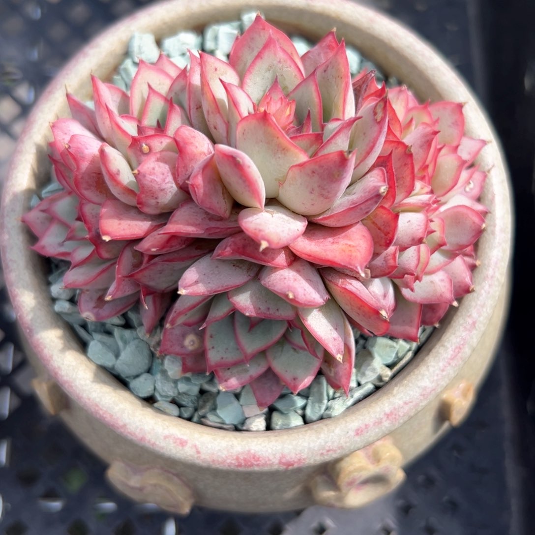 月光女神和缀（满38包邮）多肉