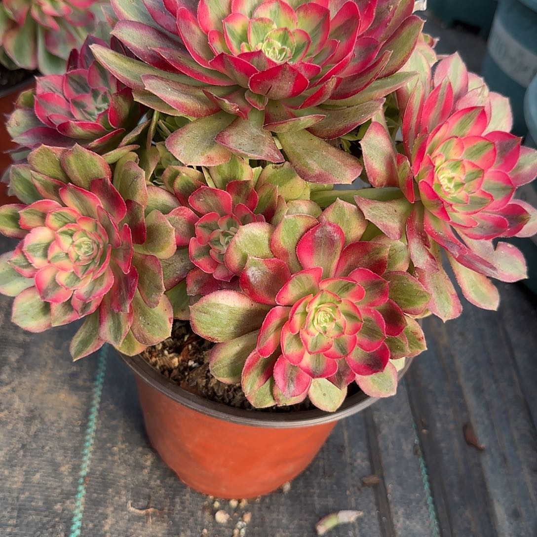 犟***鑋0914多肉红荔枝多肉多肉