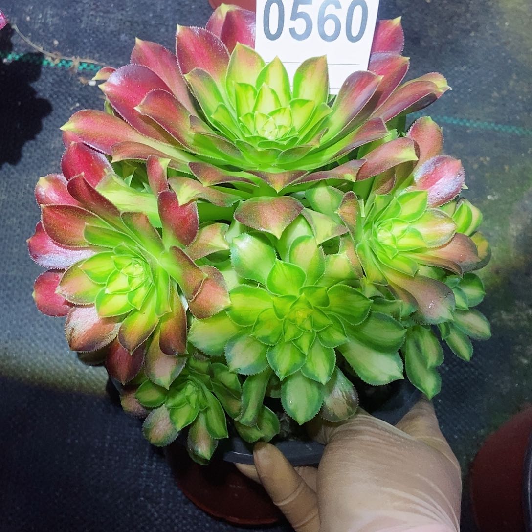 红陶0560韶华4多肉小颗