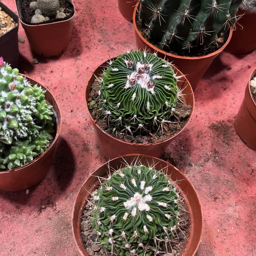 多淋玉仙人球开花球