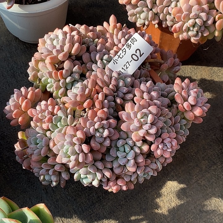 用***3小七夕多肉木糖醇02