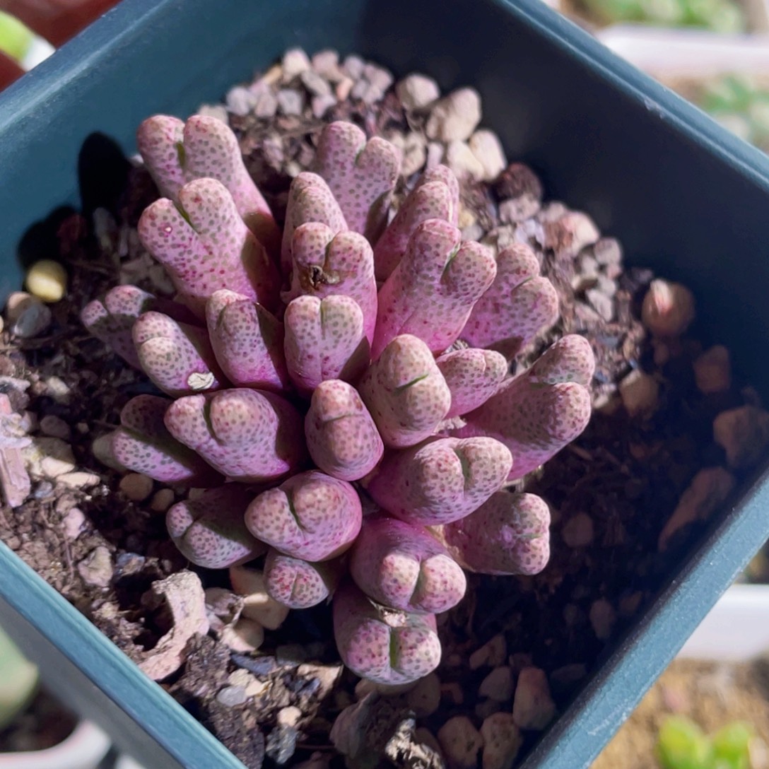 955斑马植物一物一拍