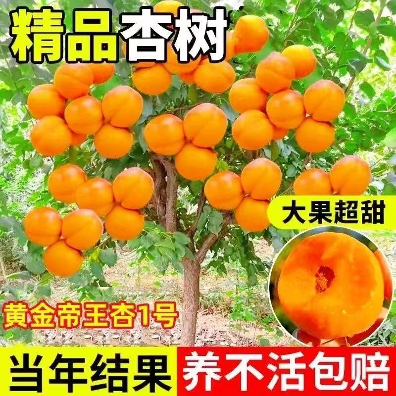 XZ【基地直发】特大嫁接杏子树苗帝王杏早熟杏耐寒庭院油杏蜜杏室外