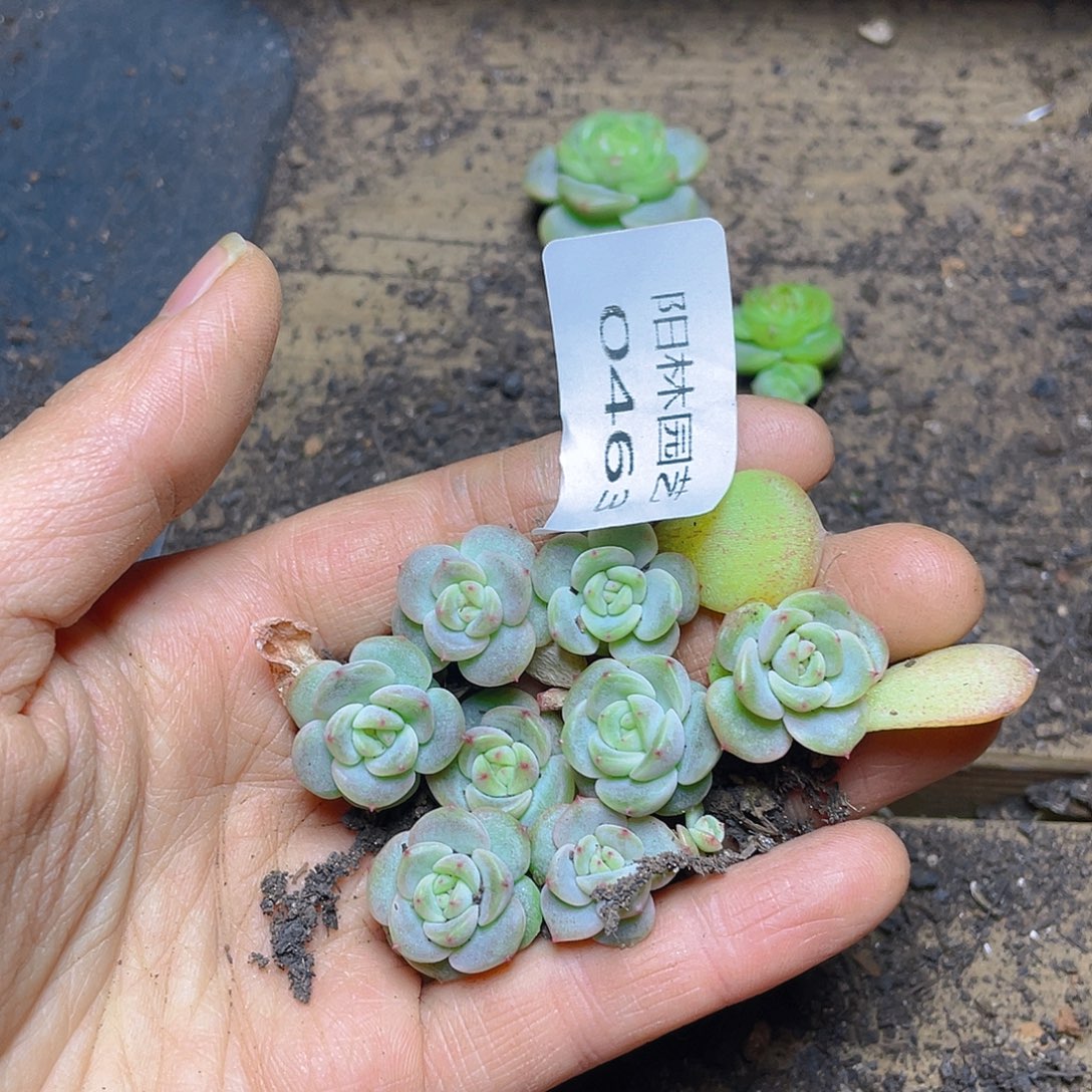 —***l多肉植物多肉植物463