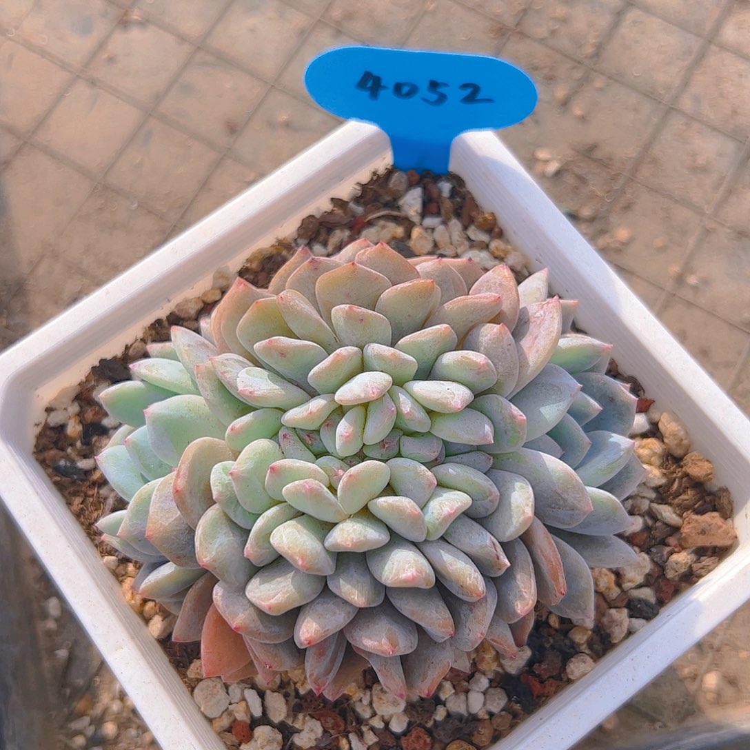 橙梦露缀4052号一物一拍