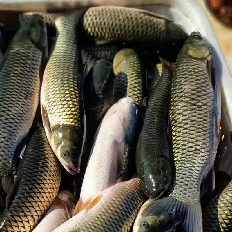  四川草鱼   好养耐活  新手可养