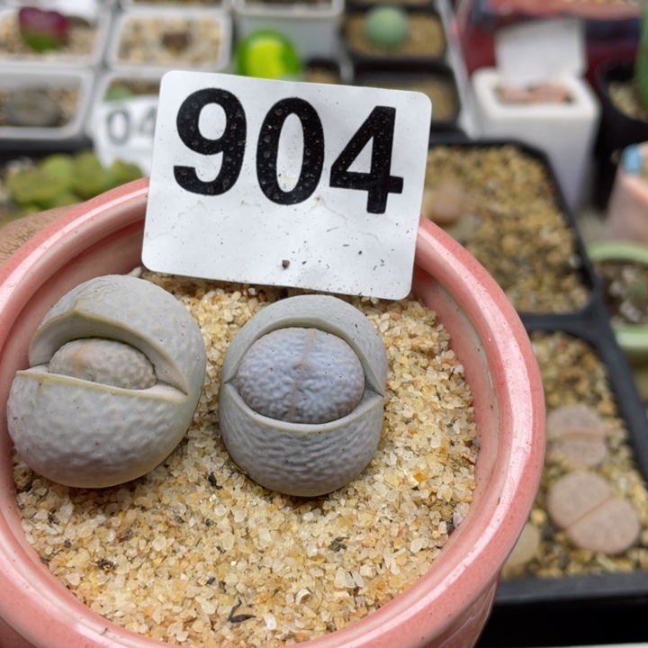 904高尔夫两颗脱土