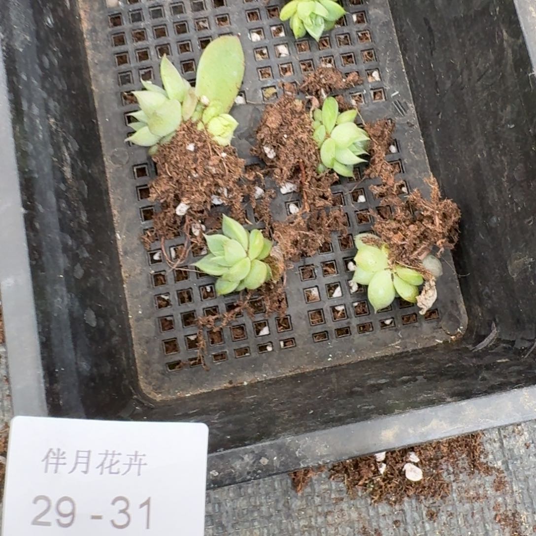 绿珍妮五颗量拍29-31