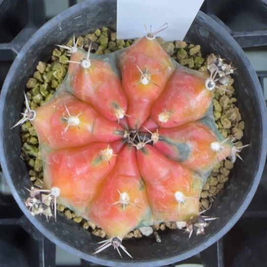 178-0222脱土发多肉