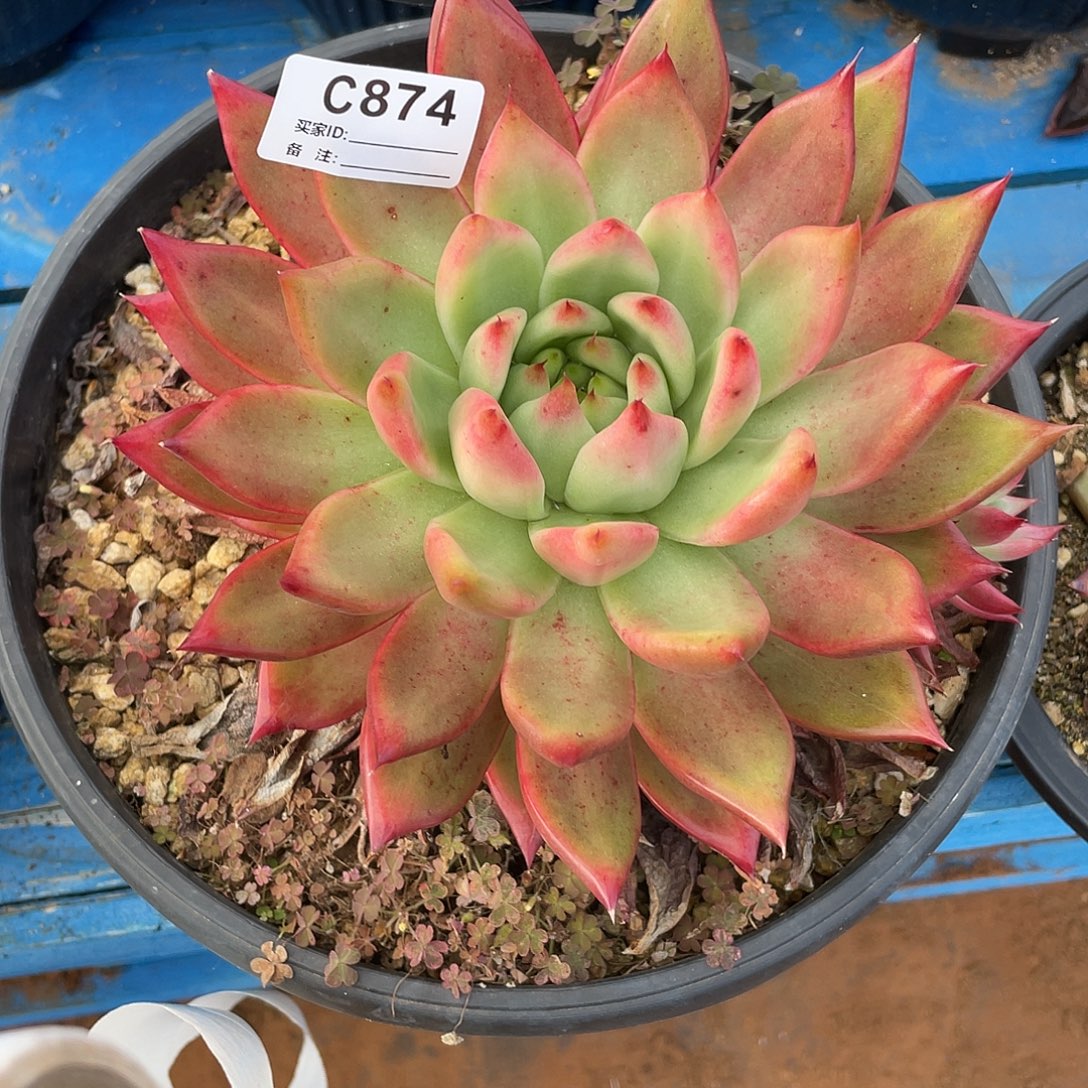 若如东云单拍C874