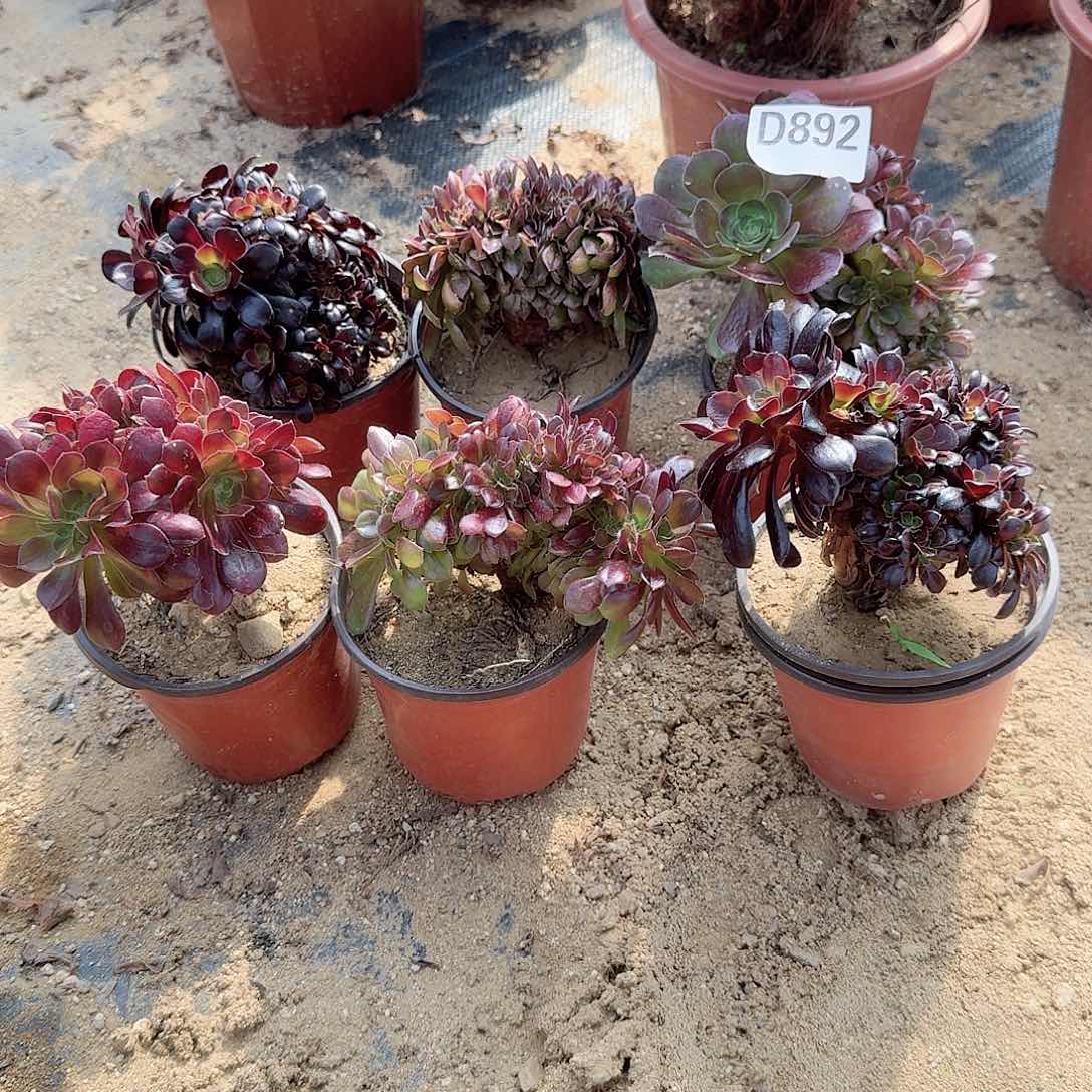 892玫瑰欧紫万缀共6颗