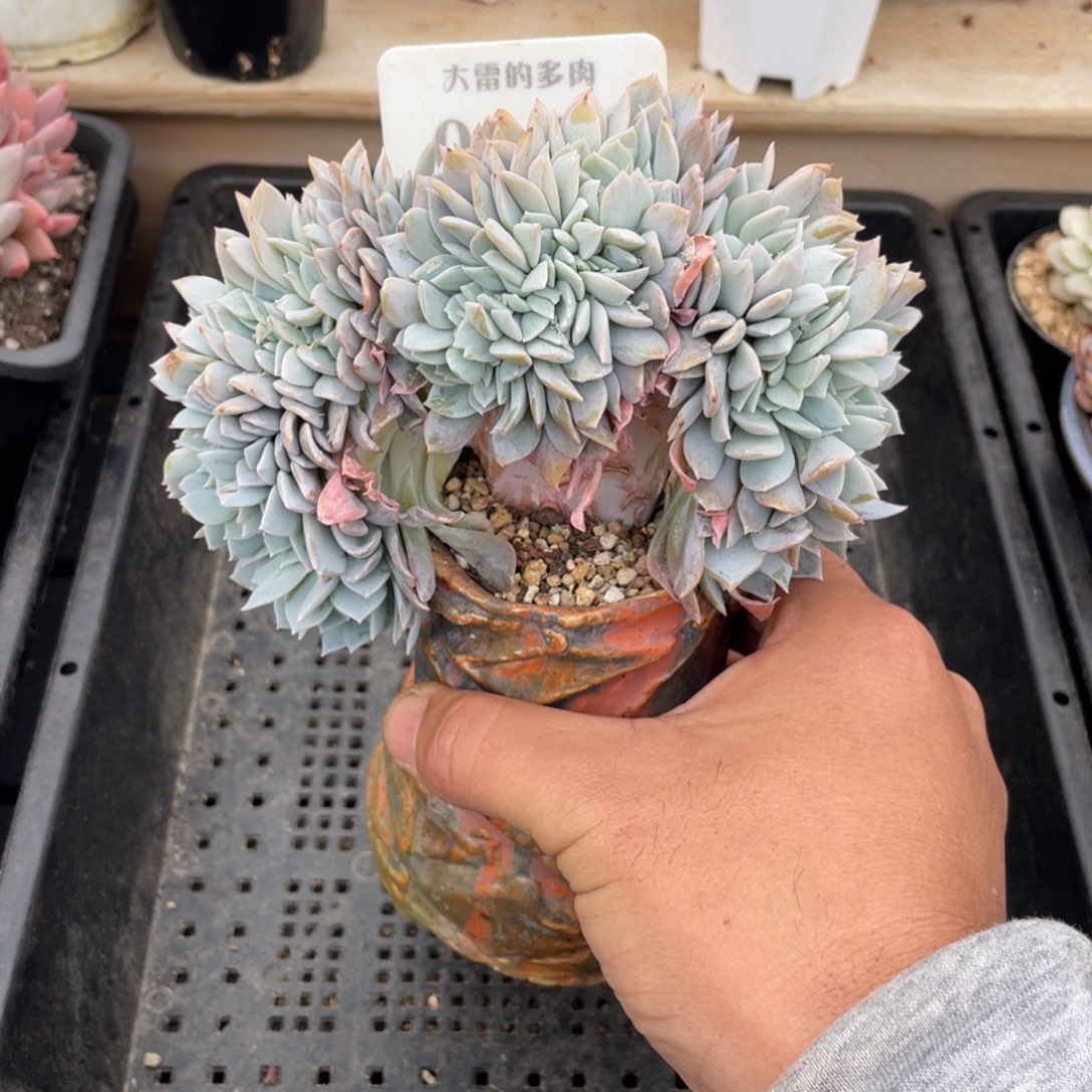 0254白茶缀不带盆14厘米