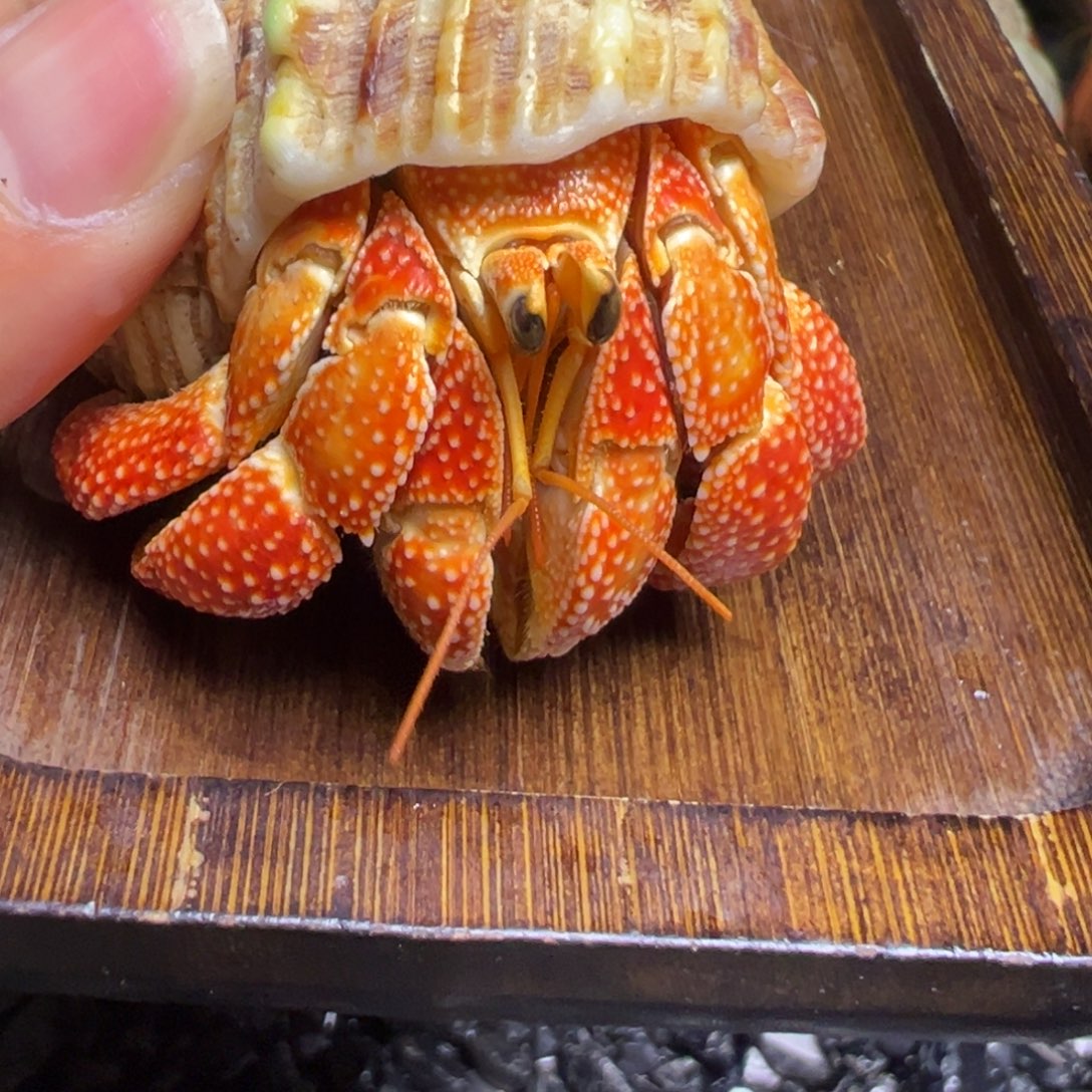 爬宠毛球寄居蟹2.9口