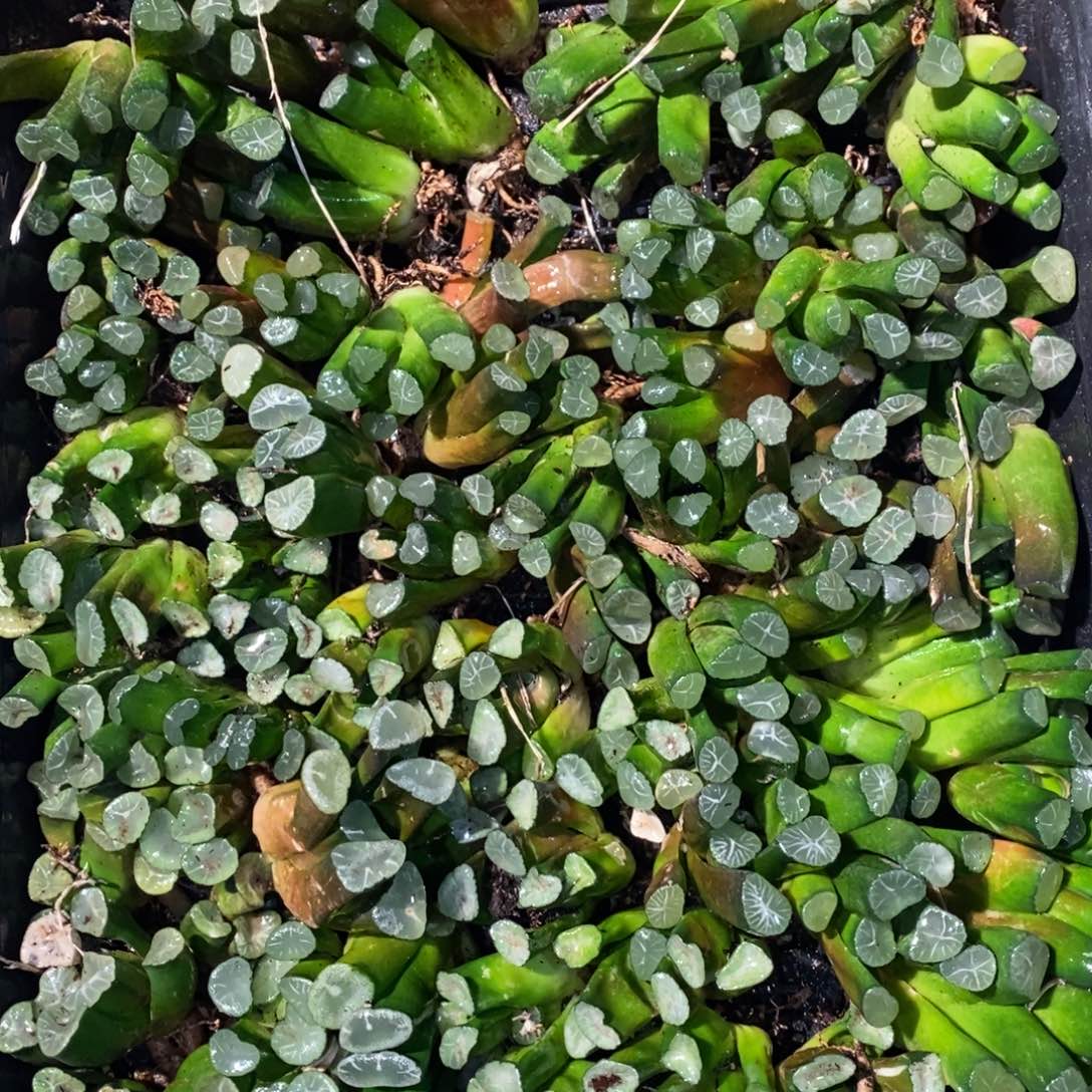 928 一颗实生万象 整点福利