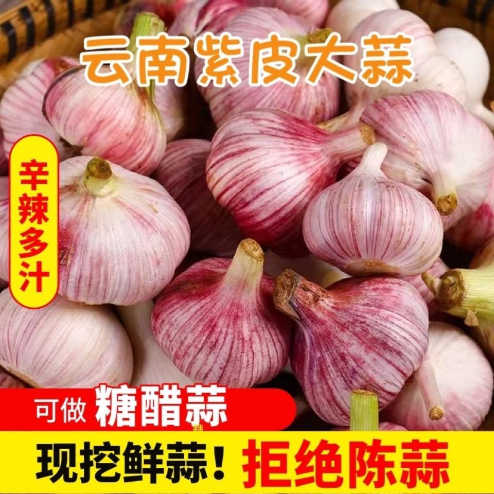 2025新鲜大蒜头批发云南紫皮鲜蒜红皮现挖湿蒜新蒜腊八蒜非干大蒜
