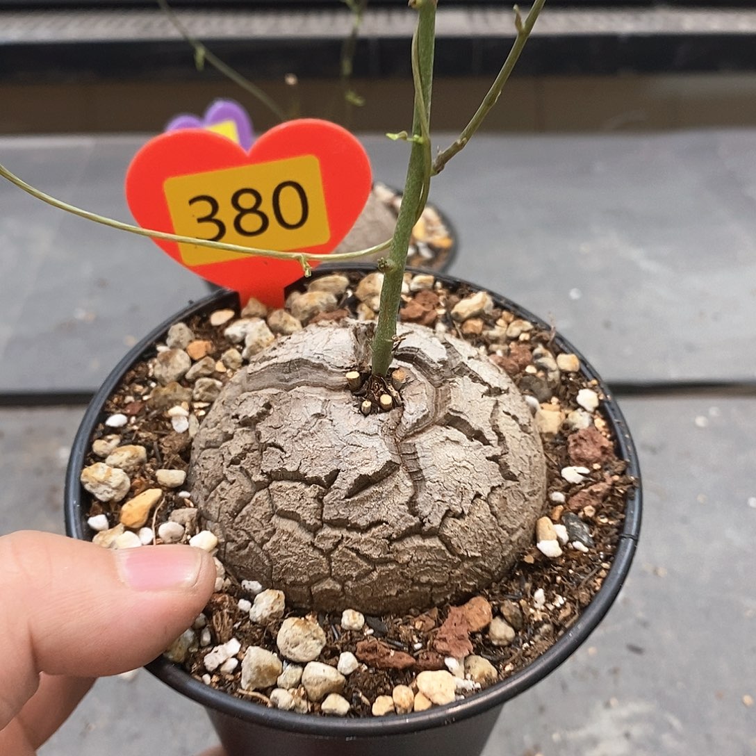 南非龟甲龙龟甲龙