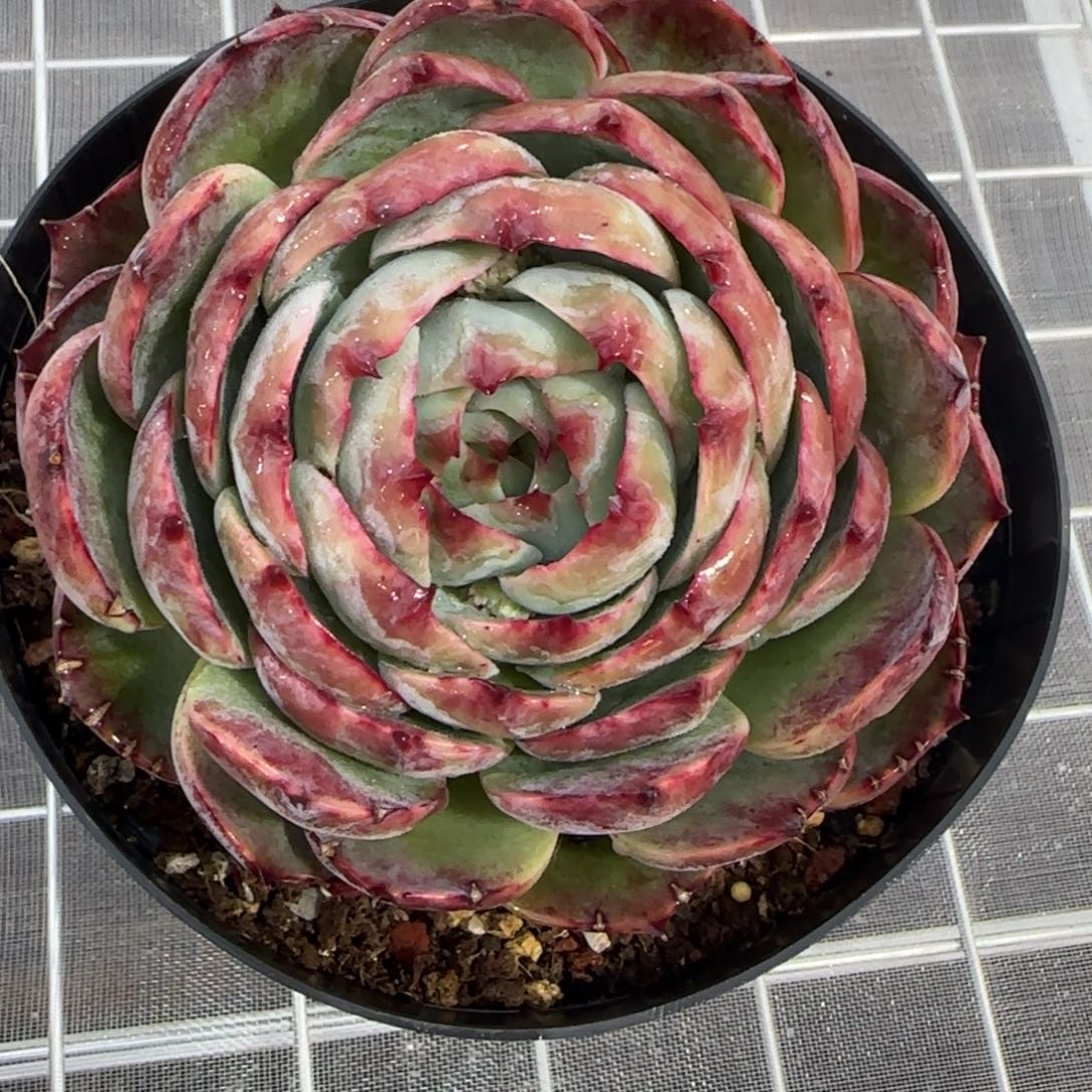 从前慢花园多肉编号石化大惊鸿