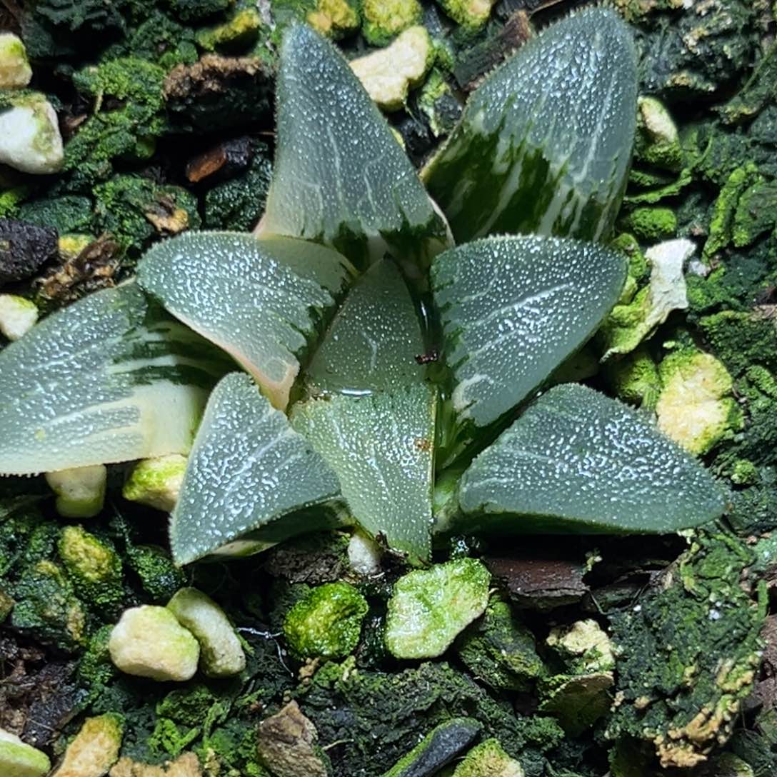 恭喜发财大吉大利746