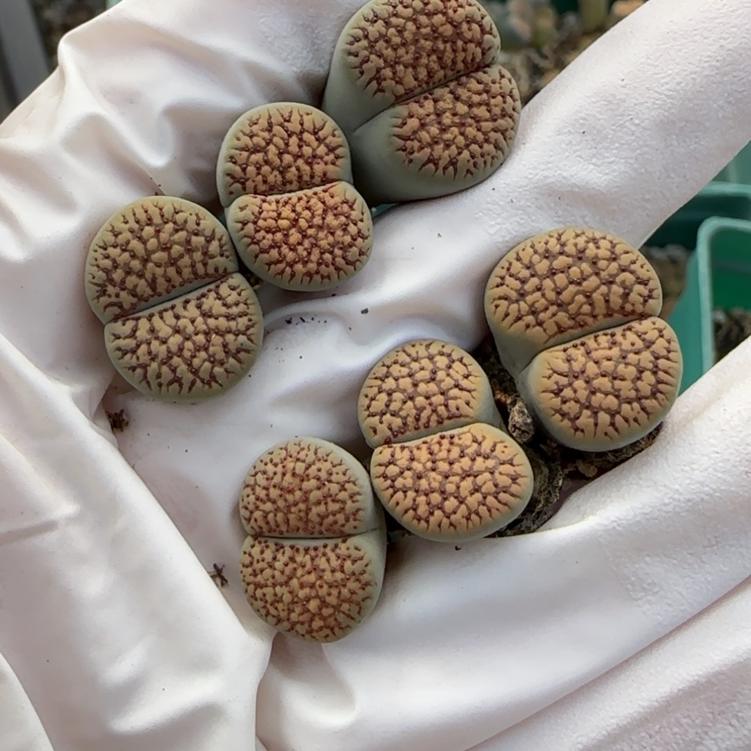 阿***韵11.28.朝贡.9042 。