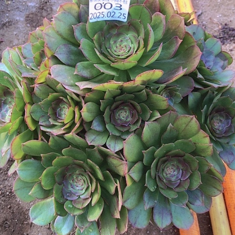 2.25-3万圣节多肉植物