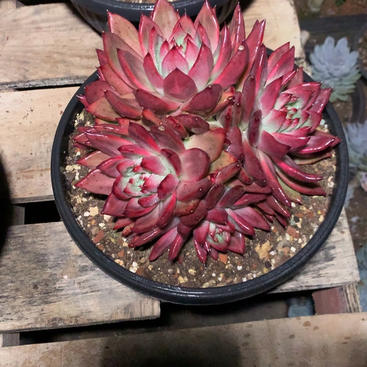 美肉特价活动开始啦