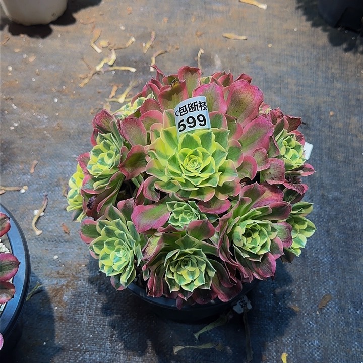599多肉法师锦1111