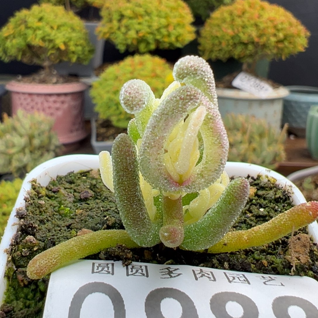 q988小小小小冰霜锦冠幅2cm