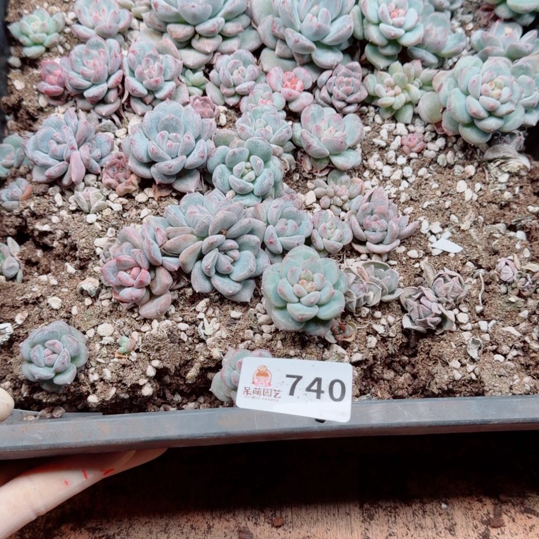 粉***坨多肉植物多肉植物