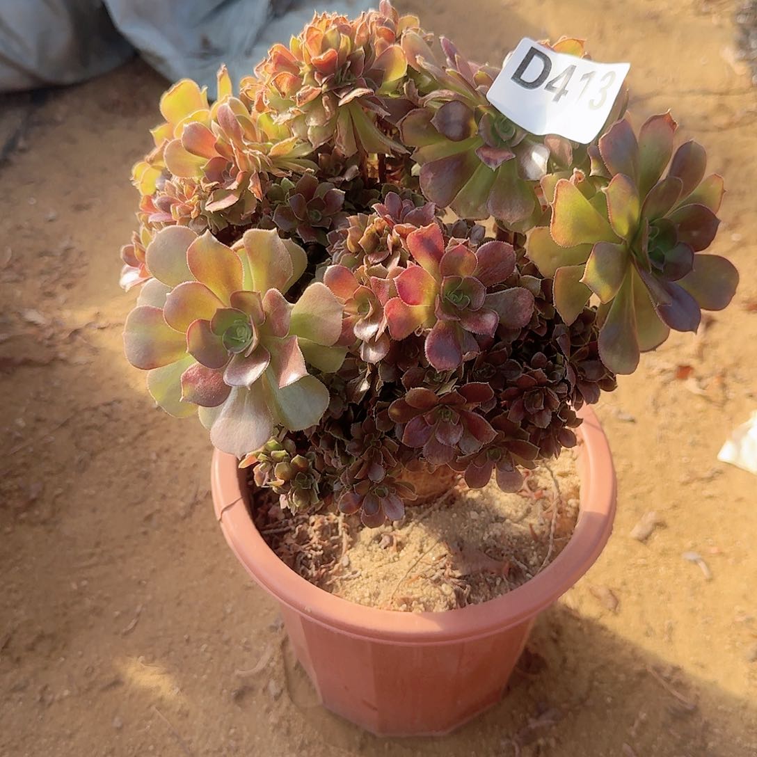 413玫瑰朵朵一颗呀呀