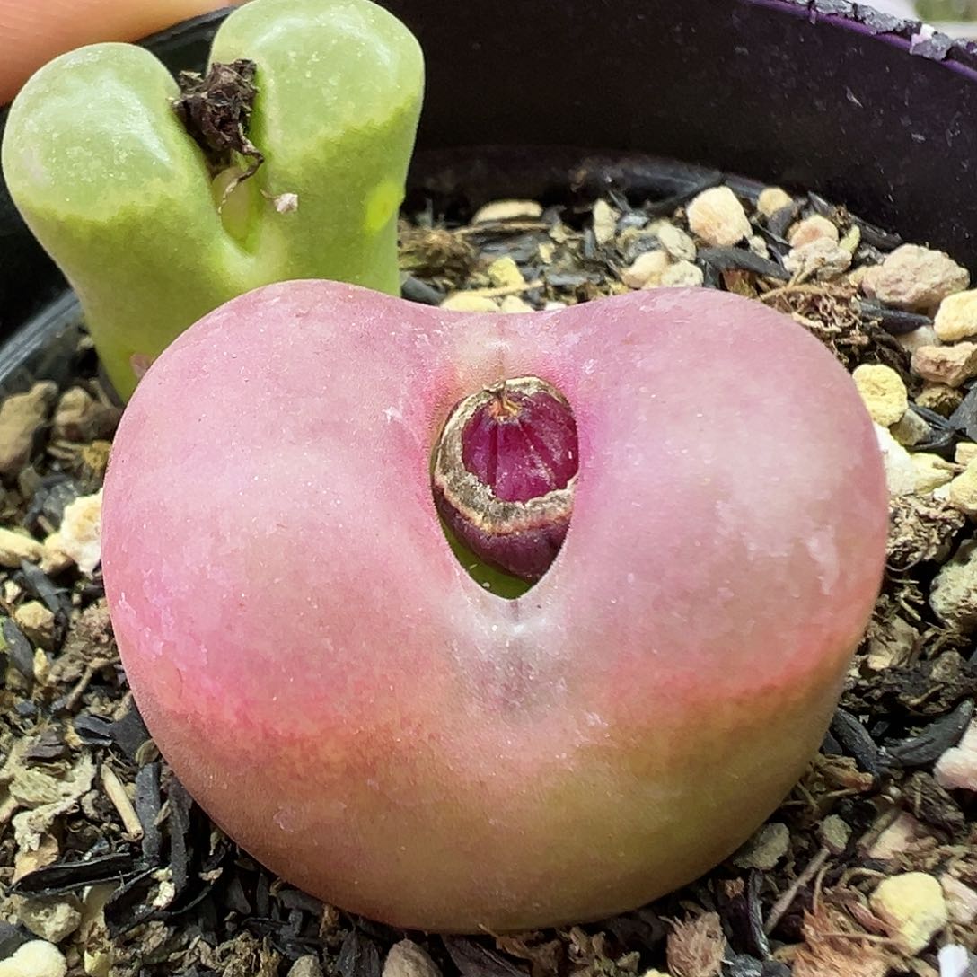 684毛汉尼带盆土发货