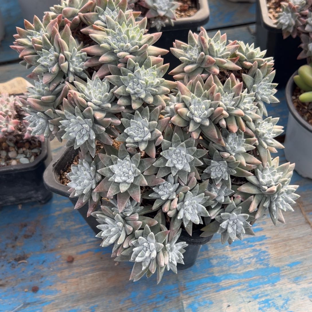 白菊大脸～一物一拍460