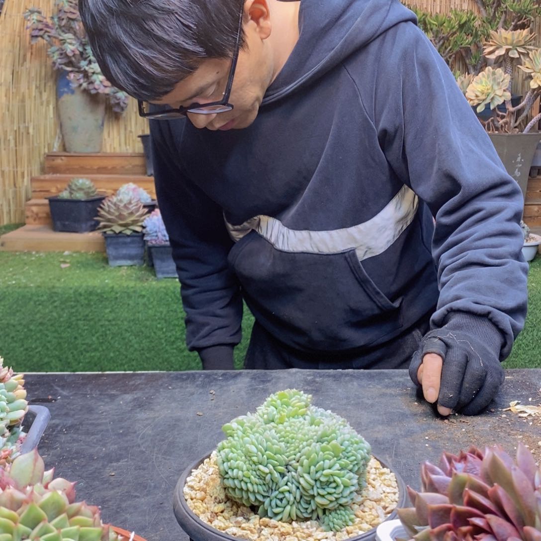 小**C181号白胖子缀