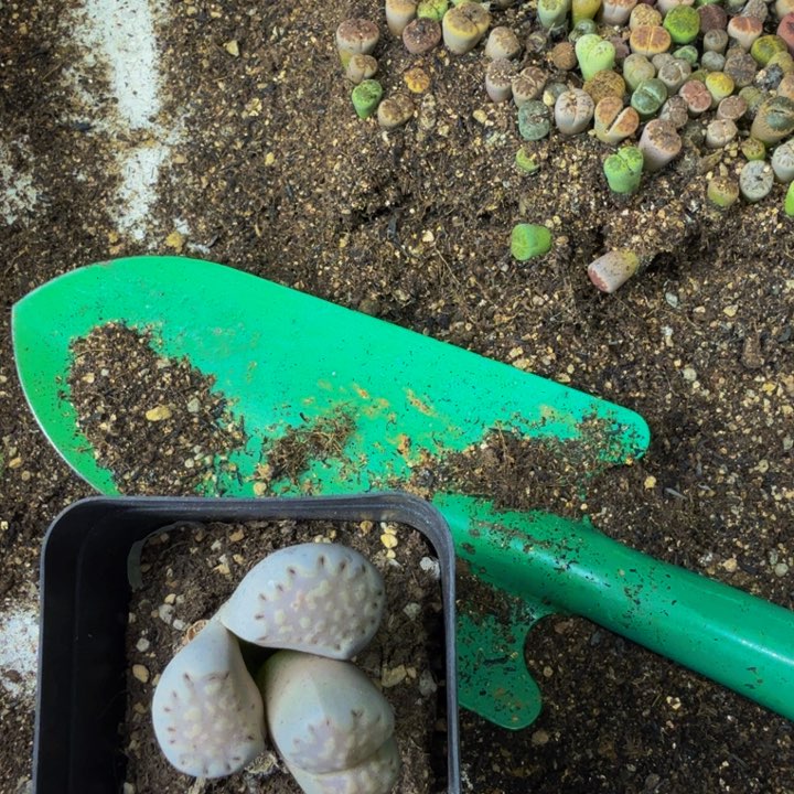 醉*恋多肉植物的生长发育108