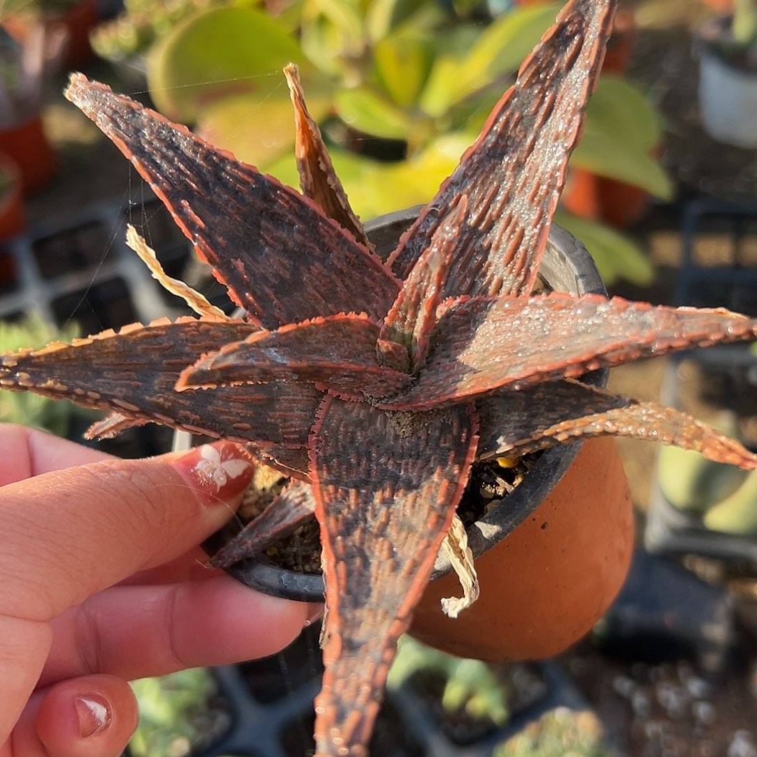 多肉植物芦荟群生