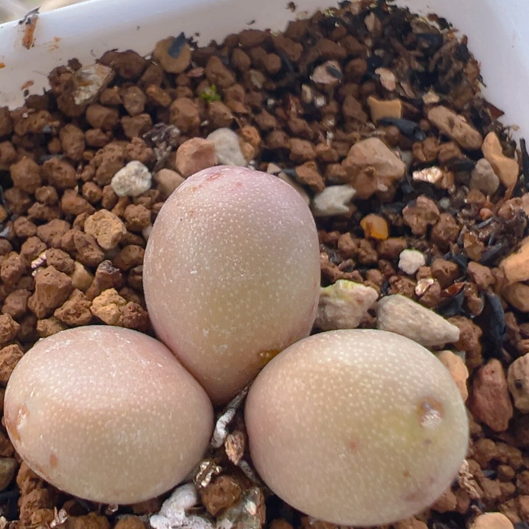 131多肉植物百科知识