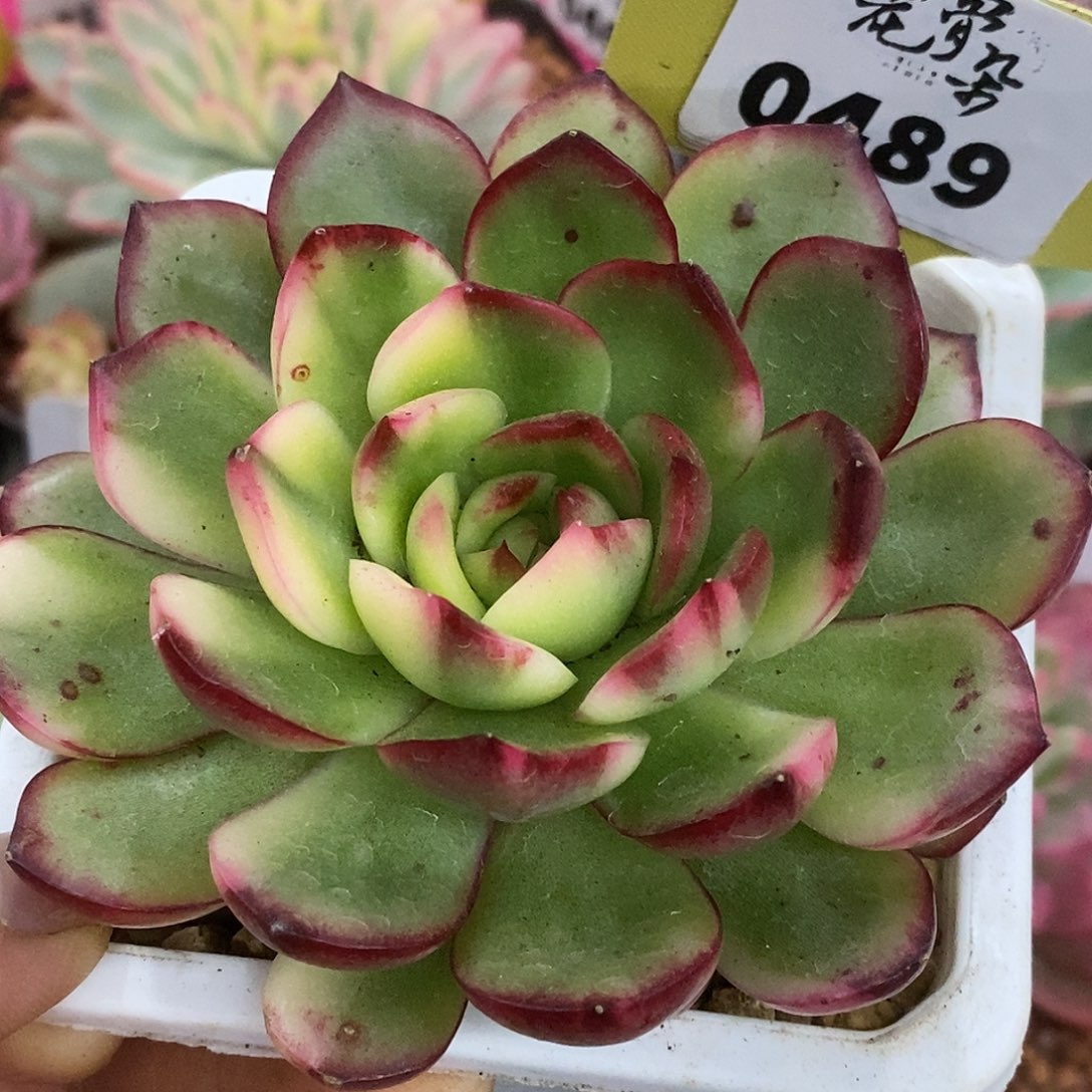489福利安娜哈哈哈哈哈