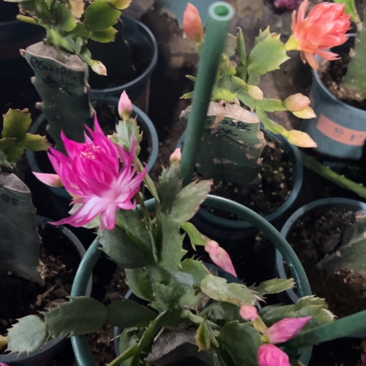 桃***桃64号荷花妹妹，6666666