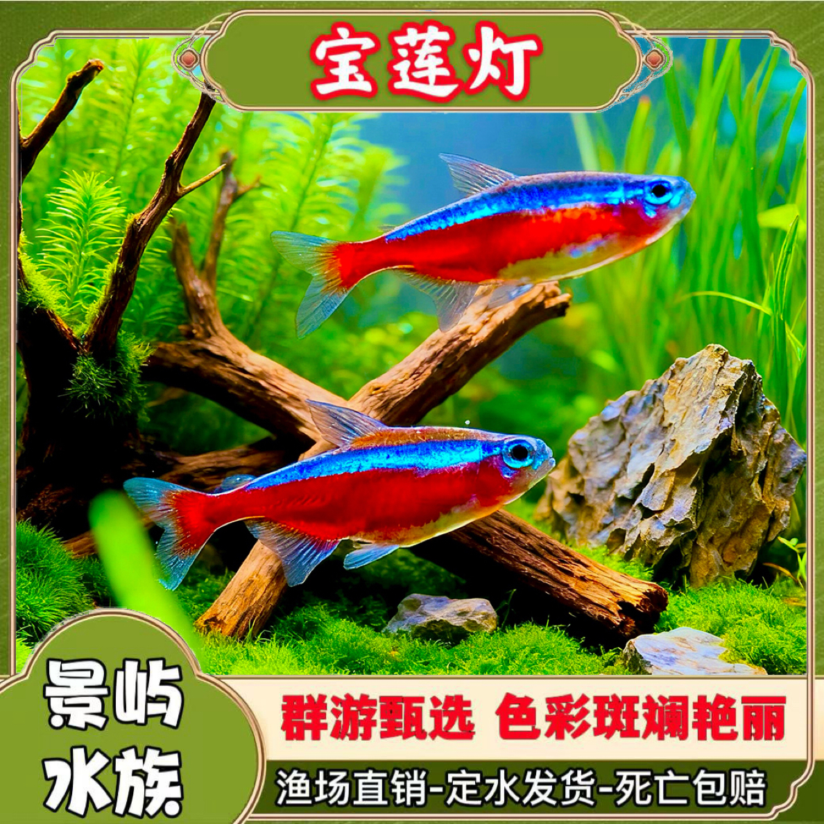 巴西宝莲灯小金鱼小型孔雀鱼观赏鱼淡水活体红绿灯鱼苗鳑鲏宝莲灯
