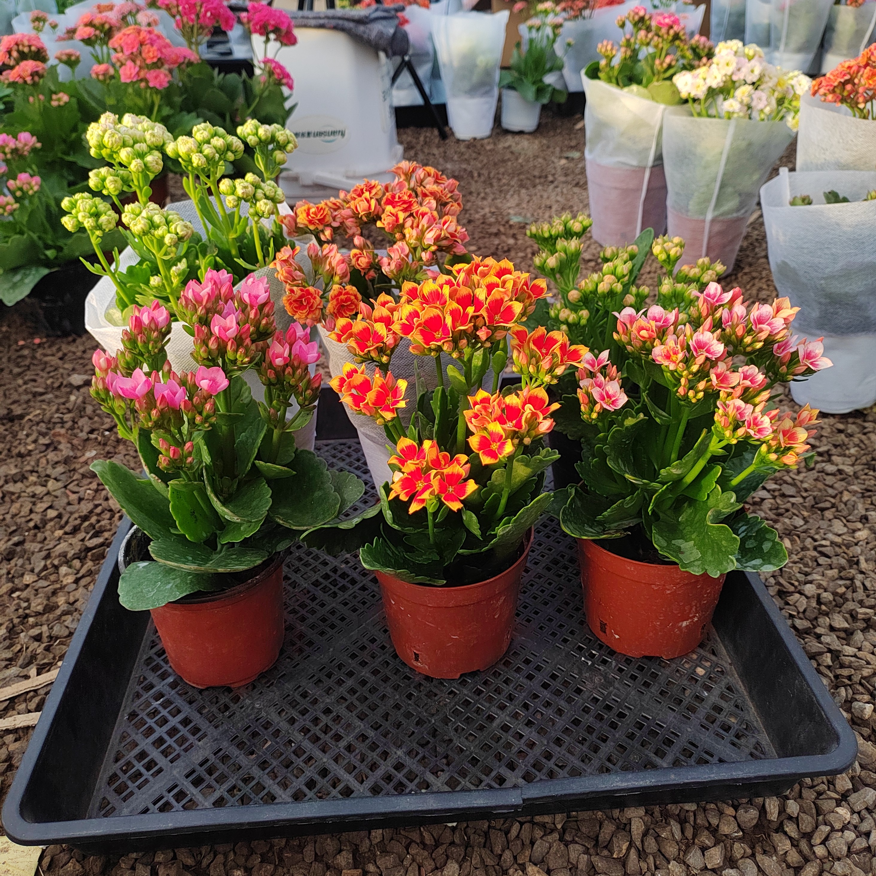 精品豪华版10厘米重，单长寿花，12号链接7盆赠花后苗1个，8个不同色