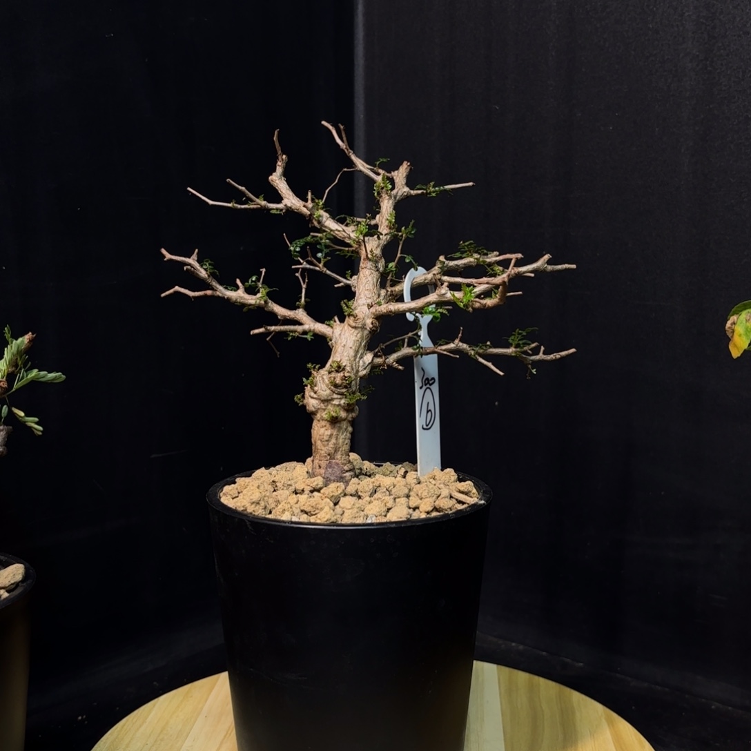 象足漆树带盆发货