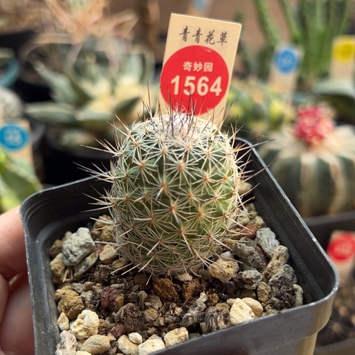 实生仙境娇丽3.1cm