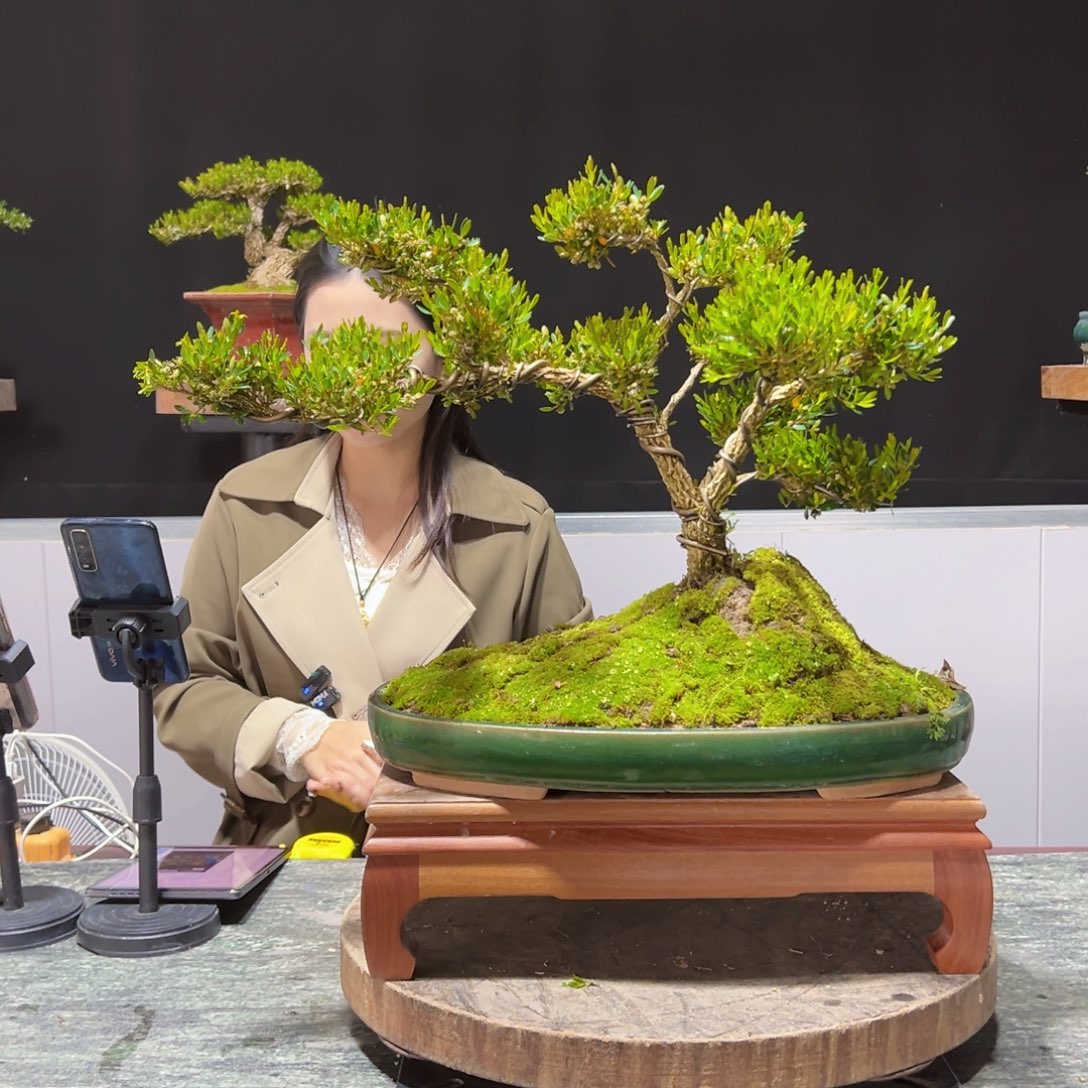 四季常青老桩黄杨盆景